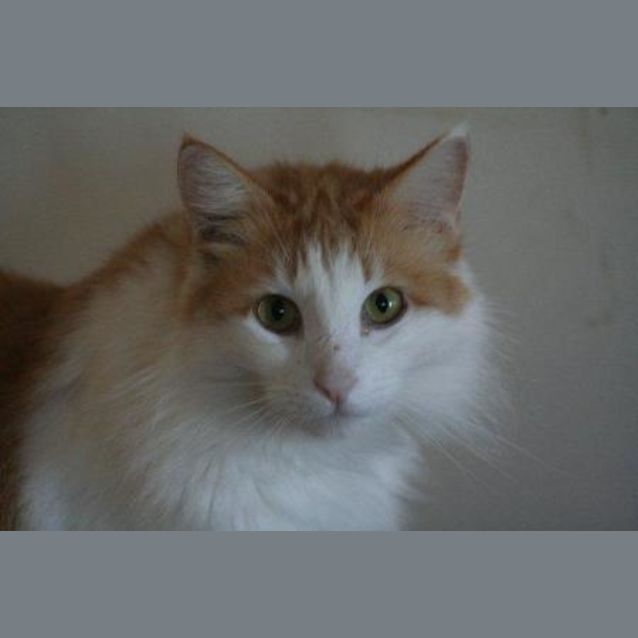 Photo of Crackles