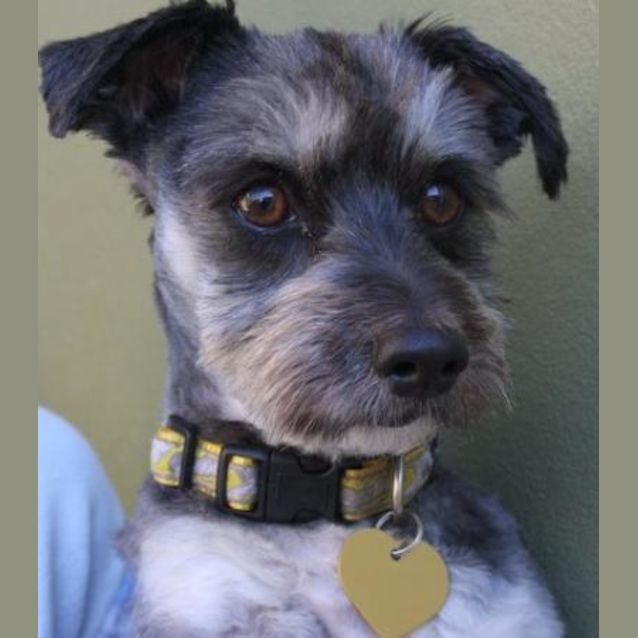 Photo of Odie