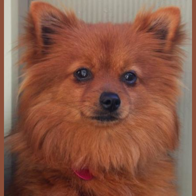 Photo of Peanut
