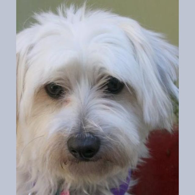 Photo of Lacey