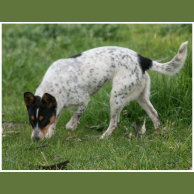 Photo of Odie
