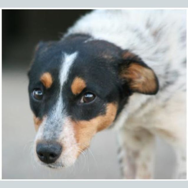 Photo of Odie