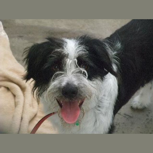 Photo of Buddy "A6373"