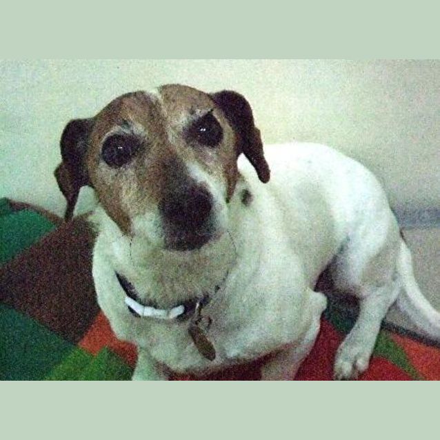 Photo of Milo "A6372"