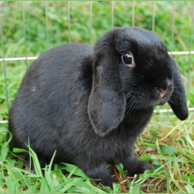 Photo of Lolly  Desexed And Vaccinated