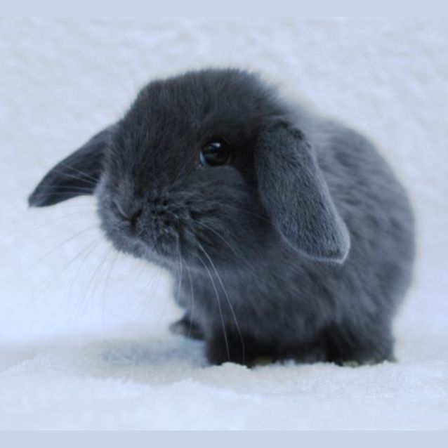 Photo of Jelly Baby  On Hold