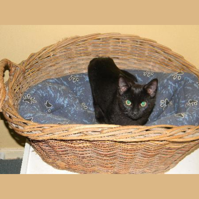 Photo of Onyx