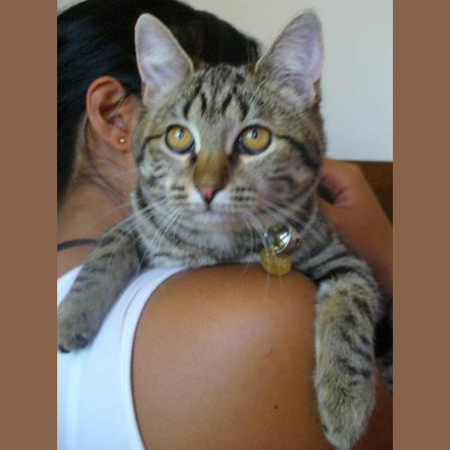 Photo of Reo (C1490) *Adopted*