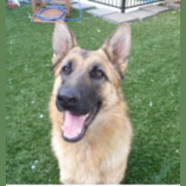 Photo of Molly   A Very Loving Dog