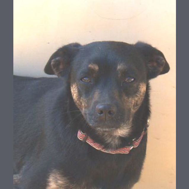 Photo of Gypsy