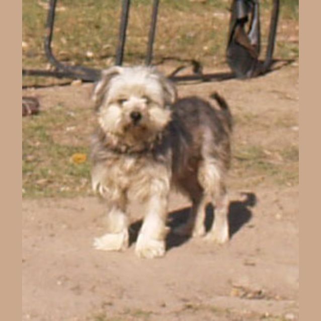 Photo of Lucy   Great Little Companion