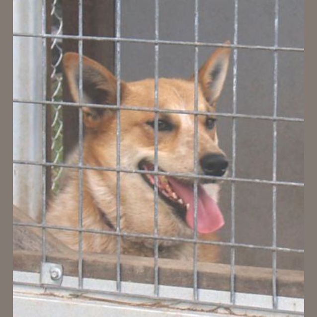 Photo of Trixie   Family Dog