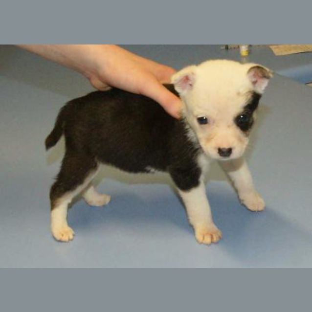 Photo of Pandy
