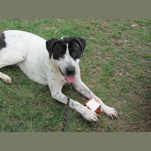 Photo of Buddy