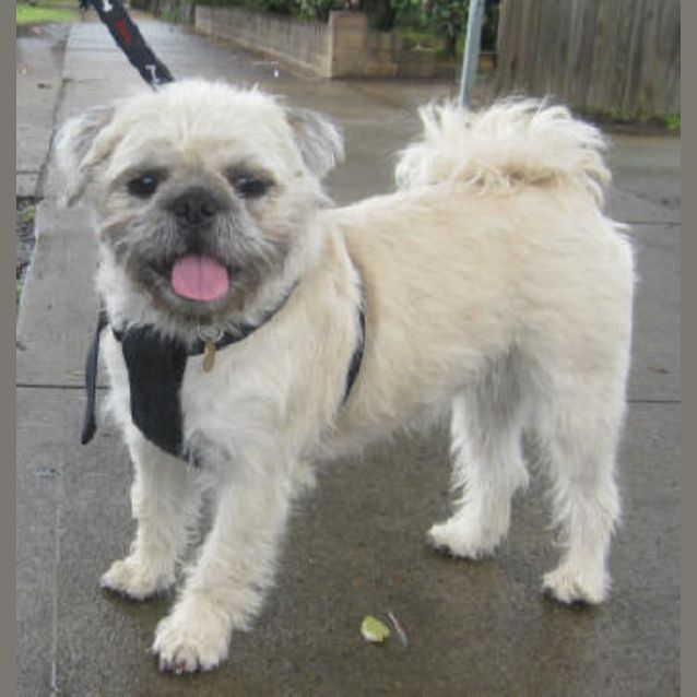 Photo of Pickwick