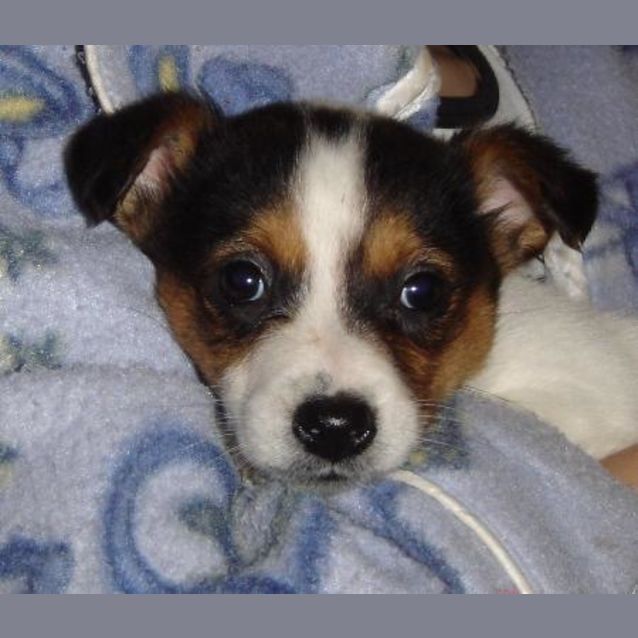 Photo of Adoption Pending   Lilly