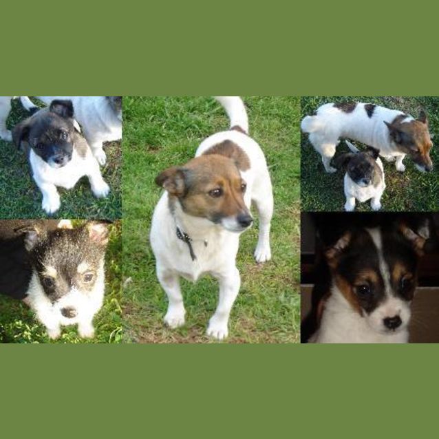 Photo of Adoption Pending   Poppy