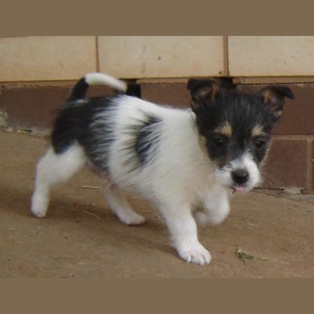 Photo of Adoption Pending *Marley