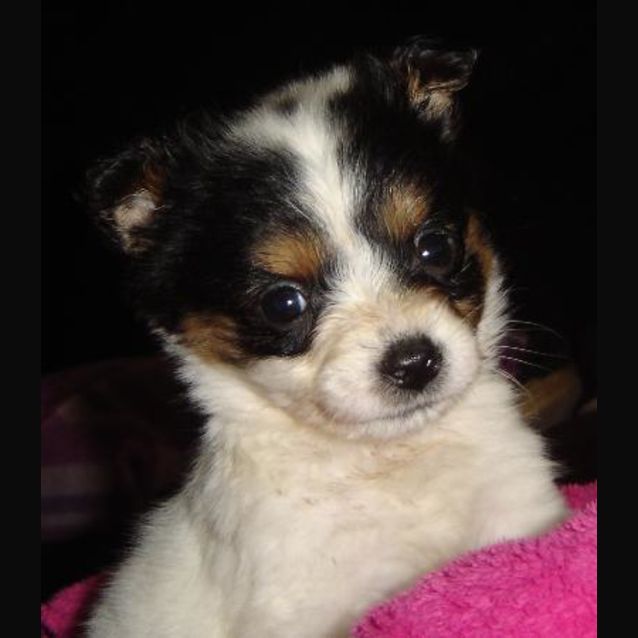 Photo of Adoption Pending   Daisy