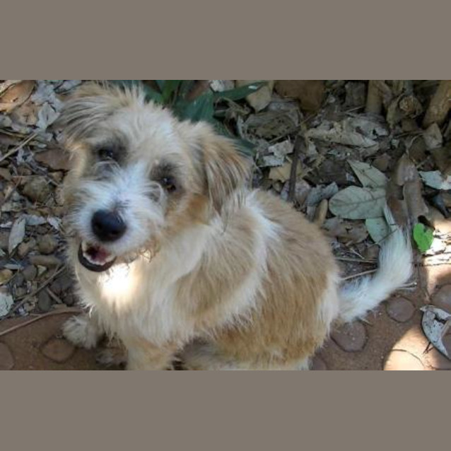 Photo of Bosco