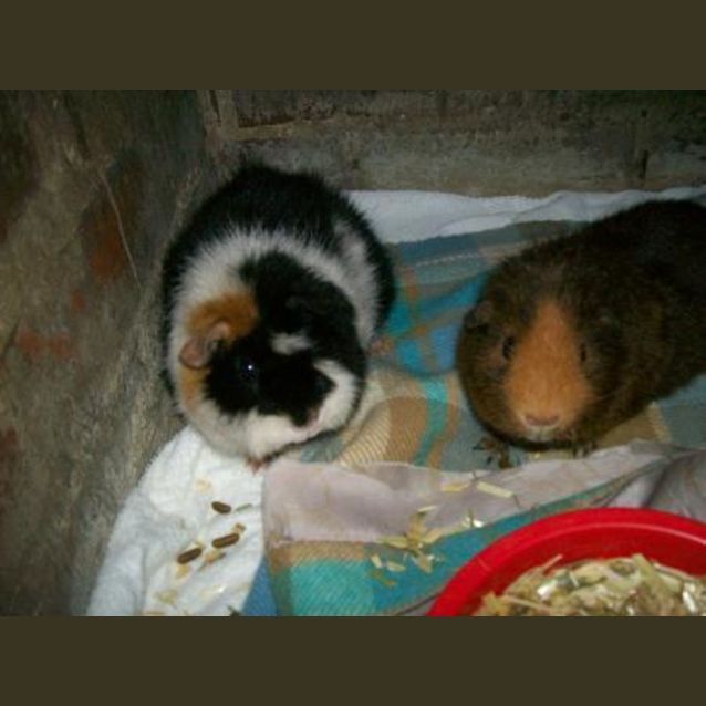 Photo of Sheila And Chucky