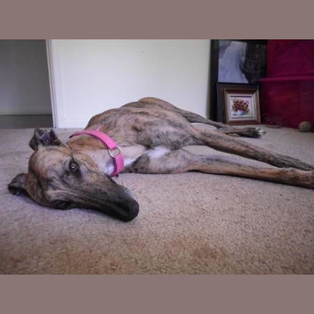 Photo of Xena