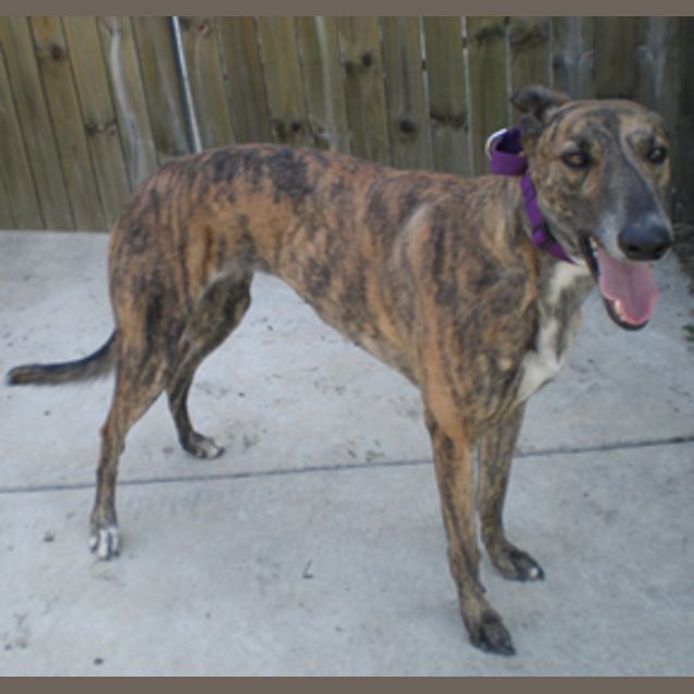 Photo of Pickles