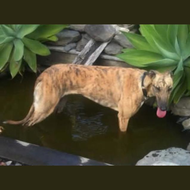 Photo of Xena