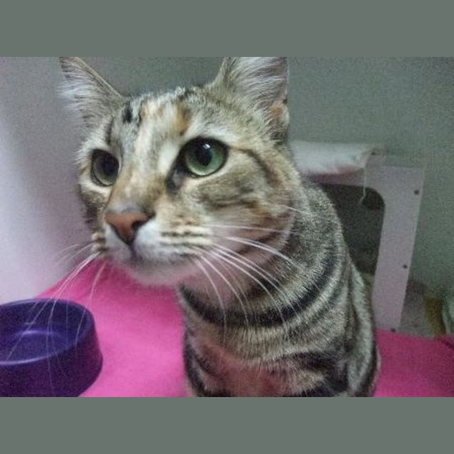 Photo of C7922 "Missy"