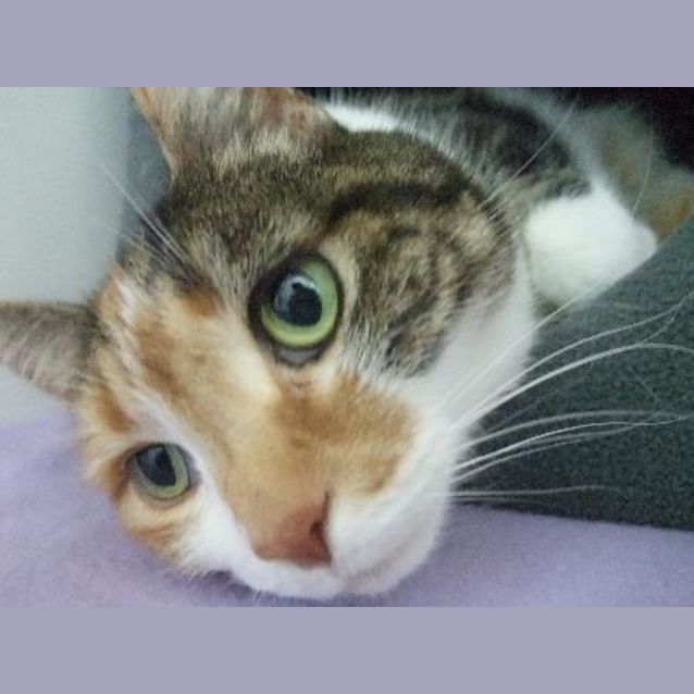 Photo of C7921 "Sarah"