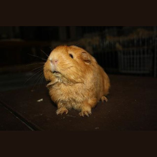Photo of Honey Bun