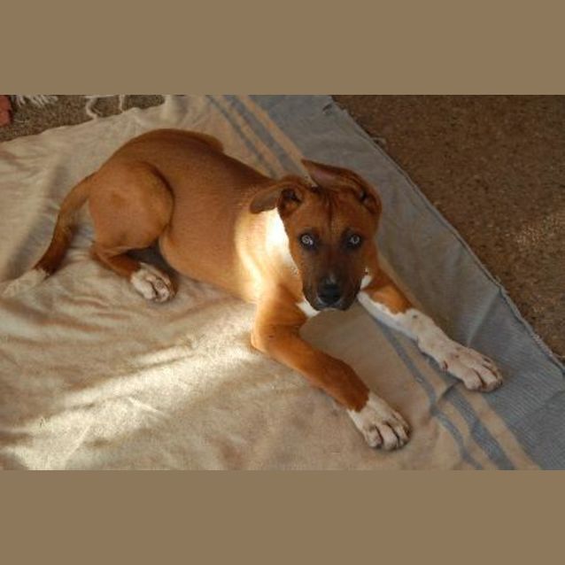 Photo of Dexter