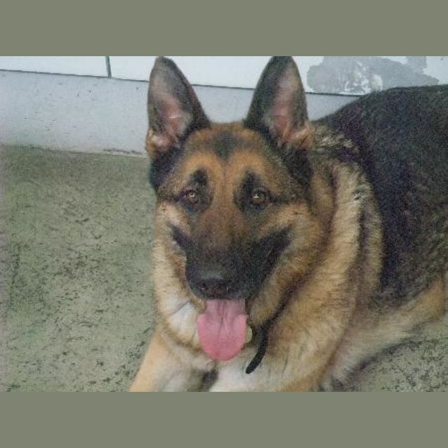 Photo of Sherriff "A8109"