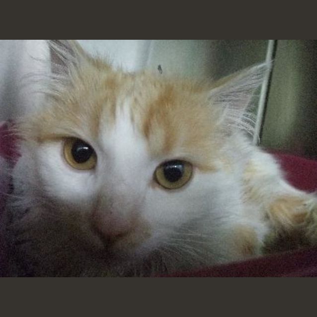 Photo of C7893