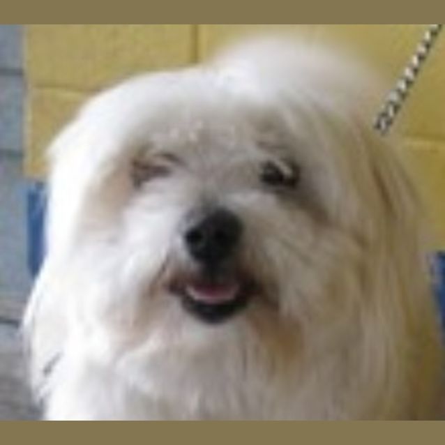 Photo of Lucky