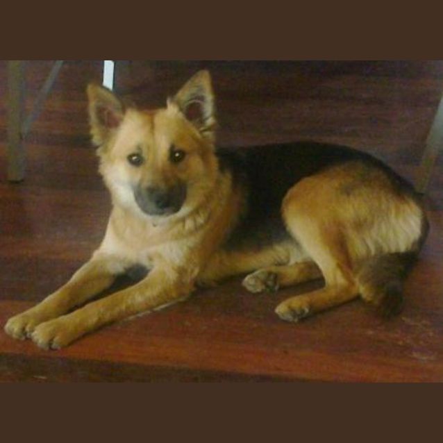 Photo of Missy *Adoption Pending*