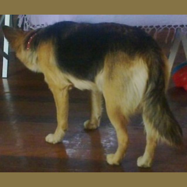 Photo of Missy *Adoption Pending*