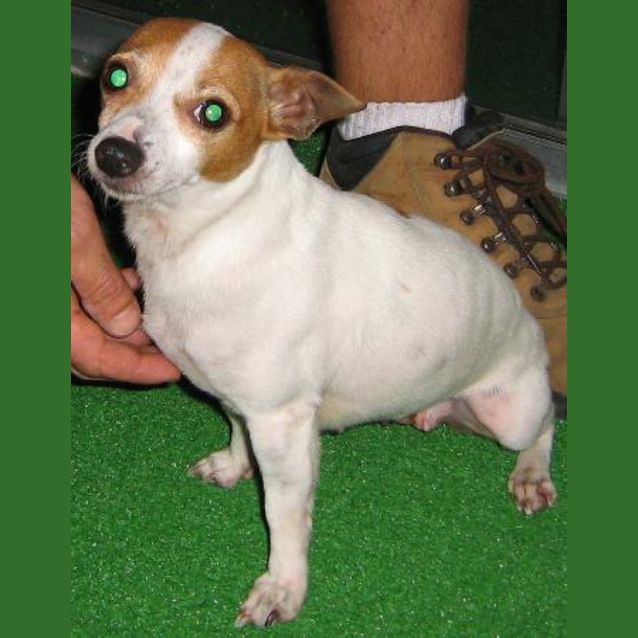 Photo of Tiny (On Trial)