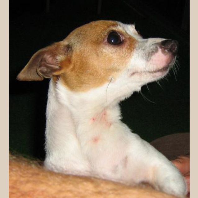 Photo of Tiny (On Trial)