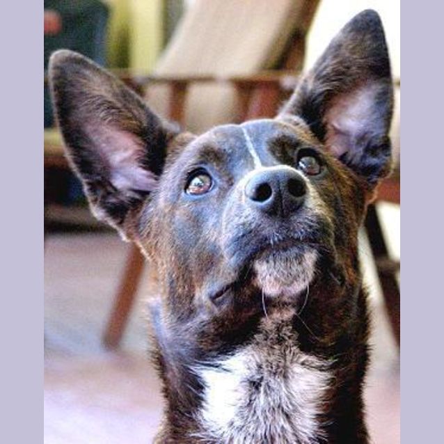 Photo of Benji