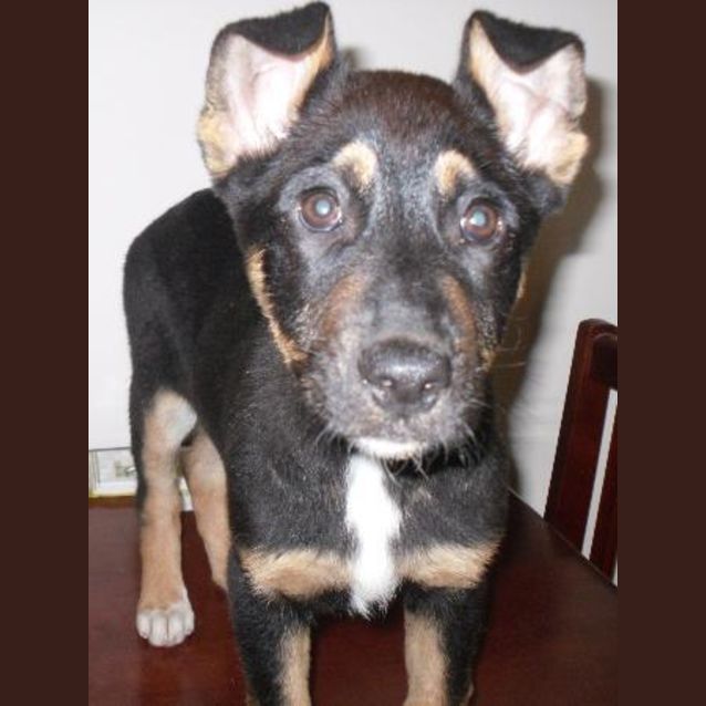 Photo of Cassie   On Trial With Her New Home