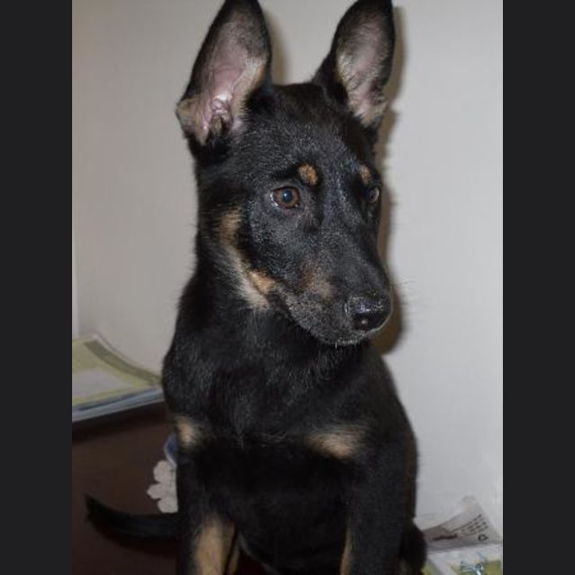 Photo of Jessie On Hold Pending Adoption