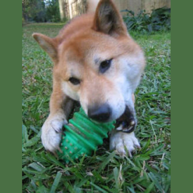 Photo of Jun And Tana Are Trying A New Home T