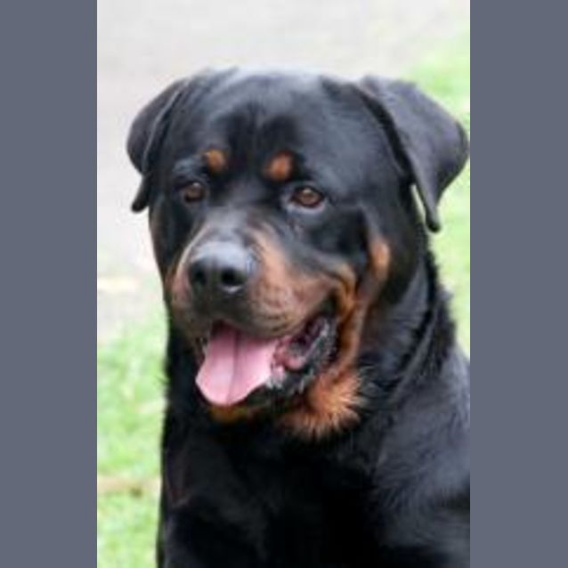 Photo of Kirby