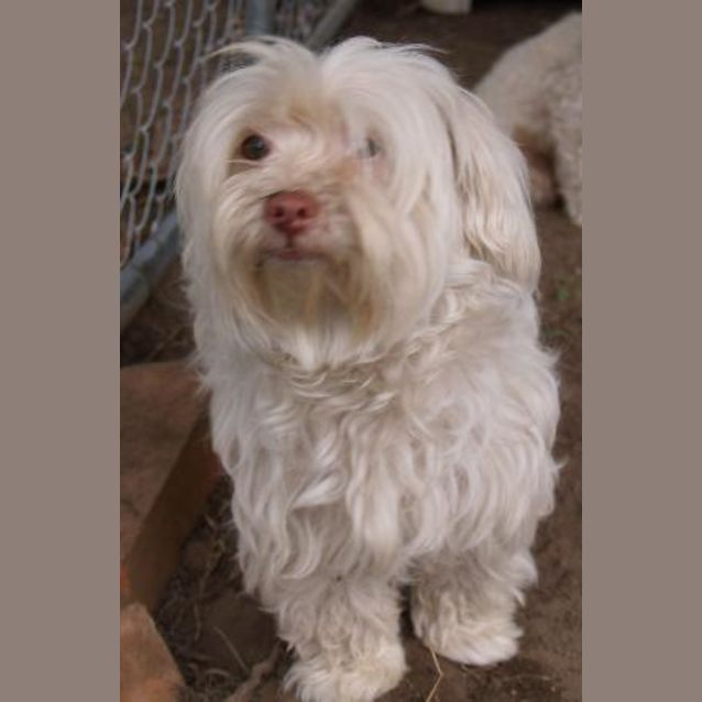 Photo of Daisy