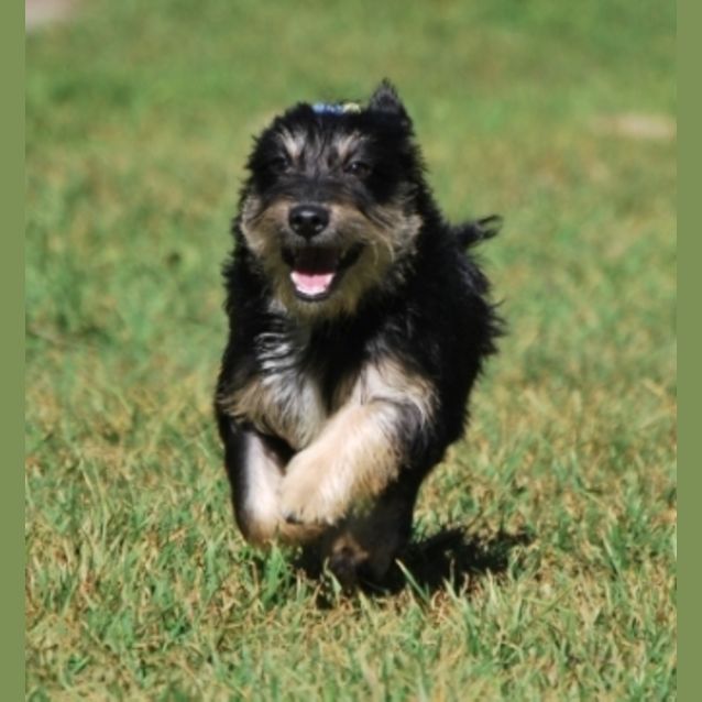 Photo of Ozzie   On Hold!