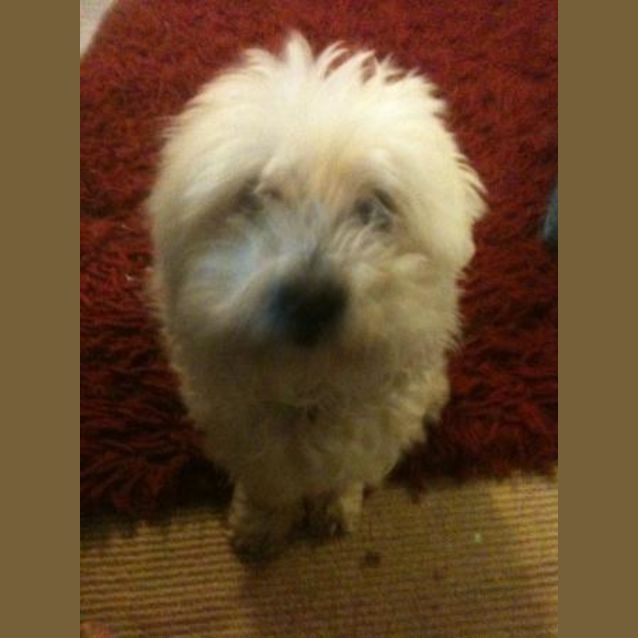 Photo of *Adoption Pending* Rufus