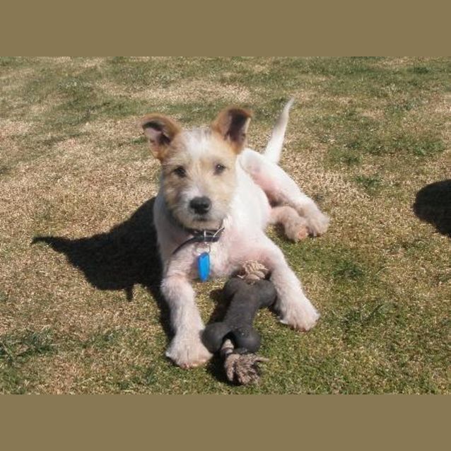 Photo of Aero *Adoption Pending*