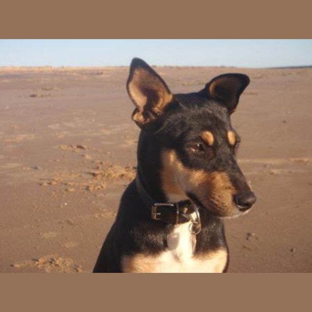 Photo of Bindi Adoption Pending