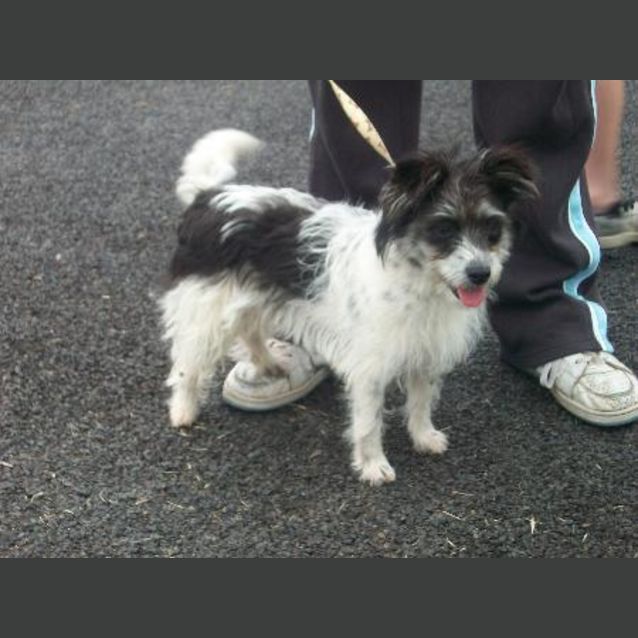 Photo of Baxter